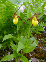 Cypripedium Hank Small
